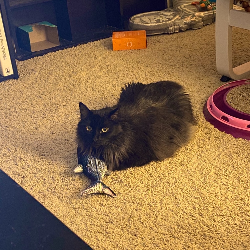 Update 2021 w/ Winslowe the Cat